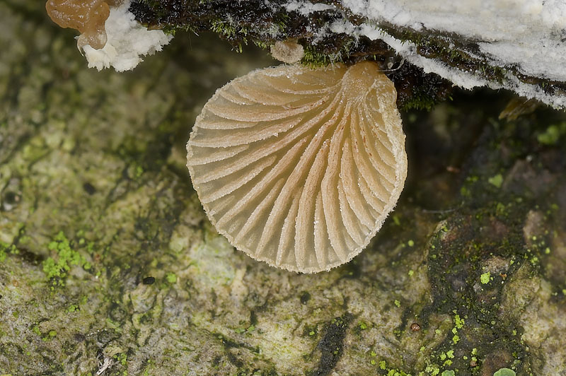 Simocybe haustellaris